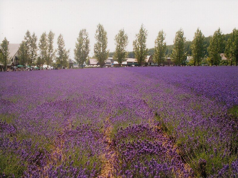 2003年7月 富良野