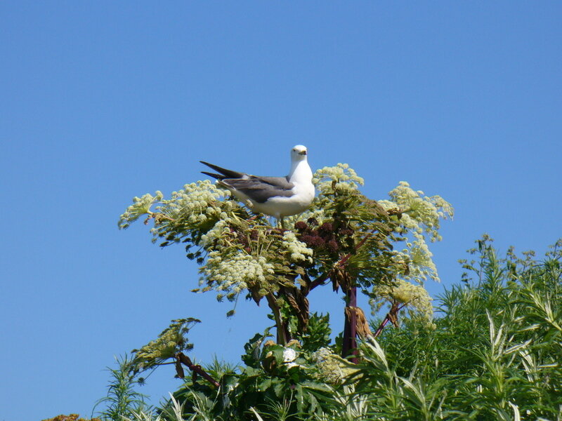 北海道070773.jpg