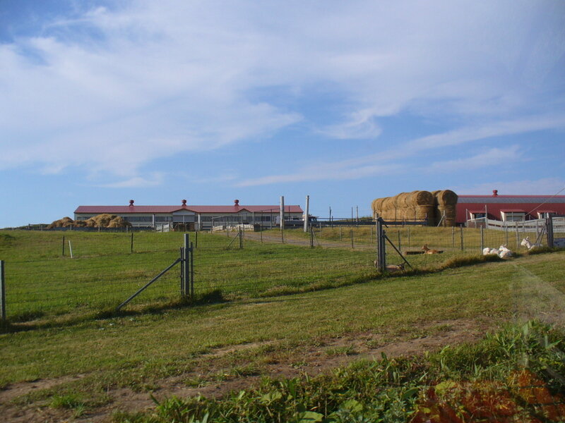 2007年7月 天売島・焼尻島