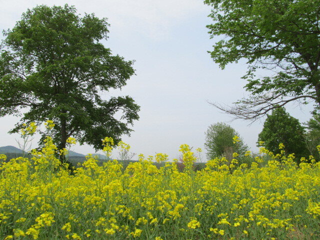 北海道160509.jpg