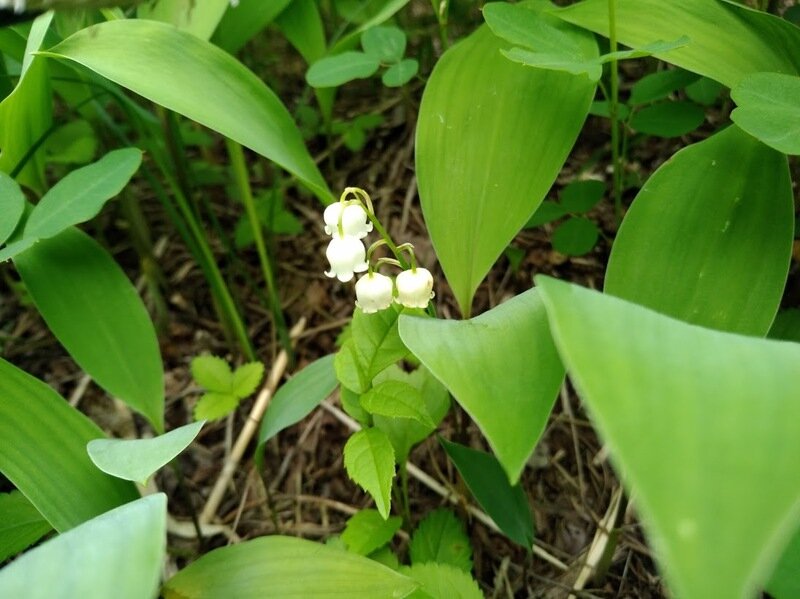 北海道190525.jpg