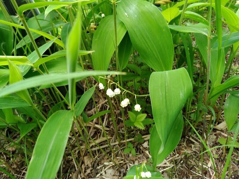 北海道190528.jpg