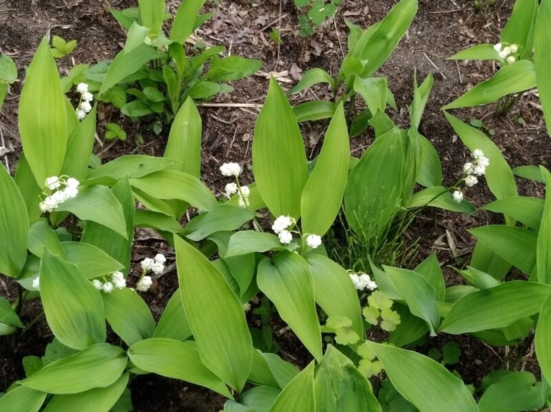 2019年6月 日高