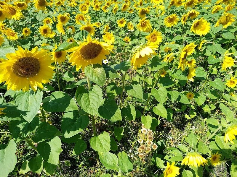 北海道210972.jpg