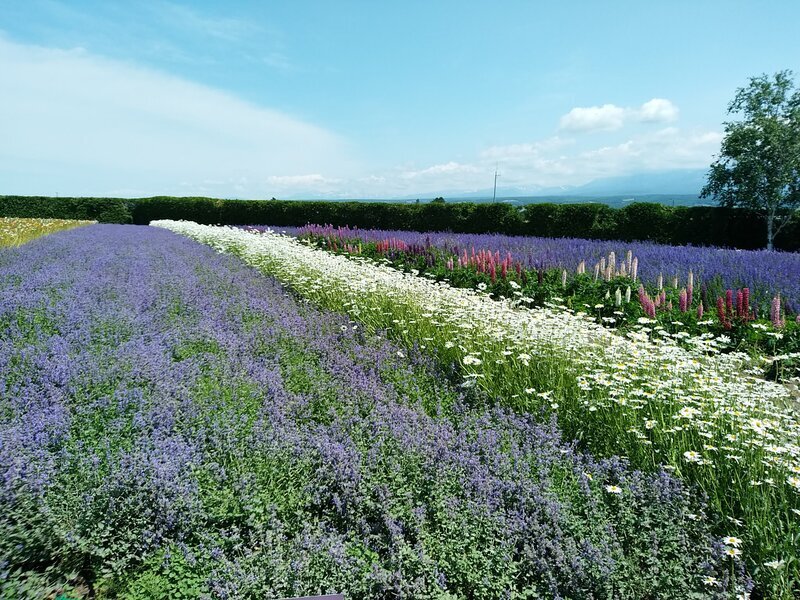 北海道230707.jpg