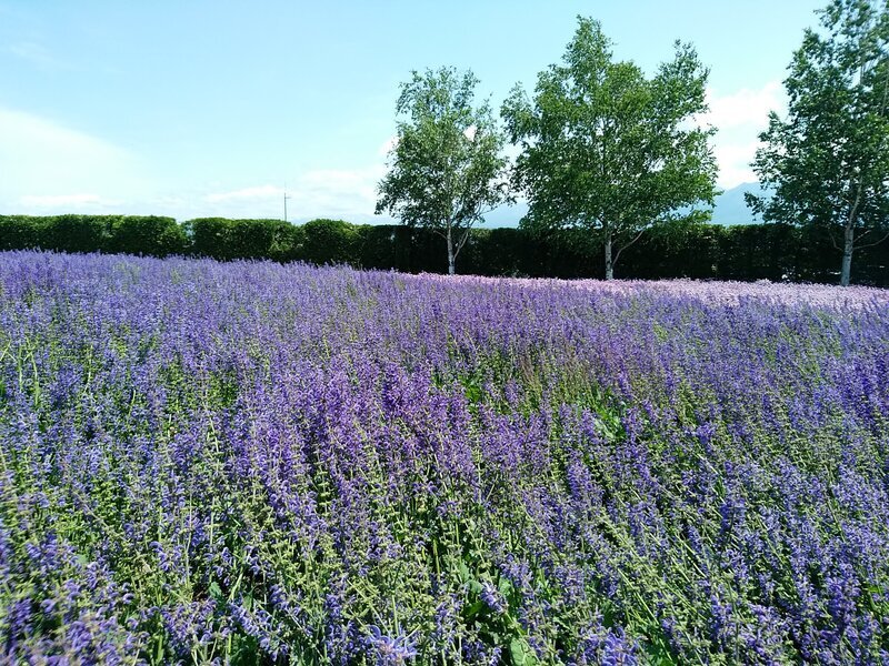 北海道230708.jpg