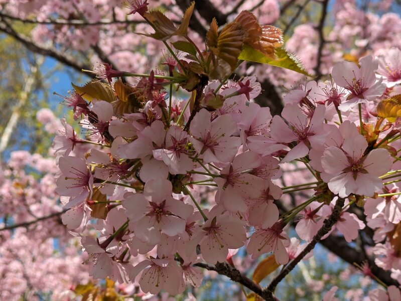 札幌散策