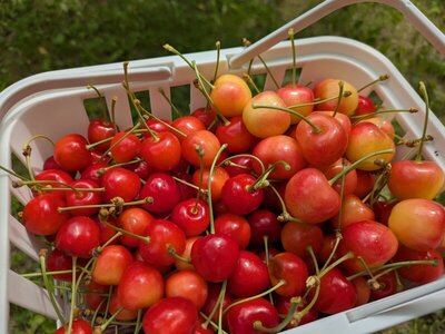 2025年7月 仁木・余市