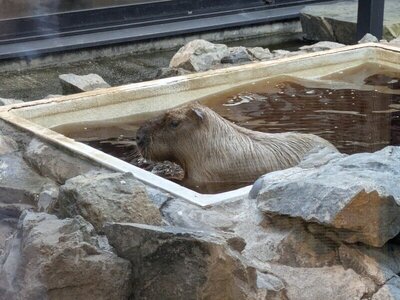石狩温泉 番屋の湯 カピバラゆきちゃん