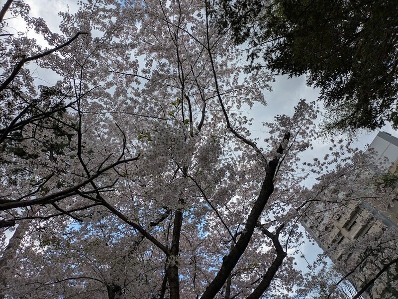 250505e.jpg 北海道