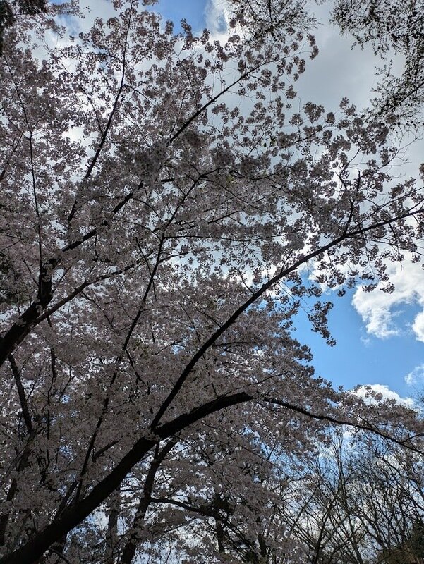 250505f.jpg 北海道