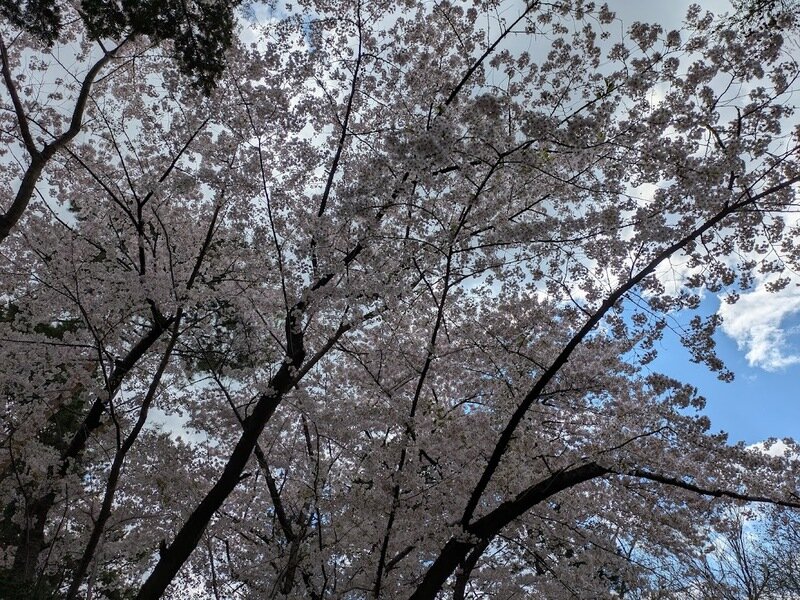 250505g.jpg 北海道