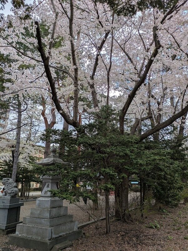 250505h.jpg 北海道