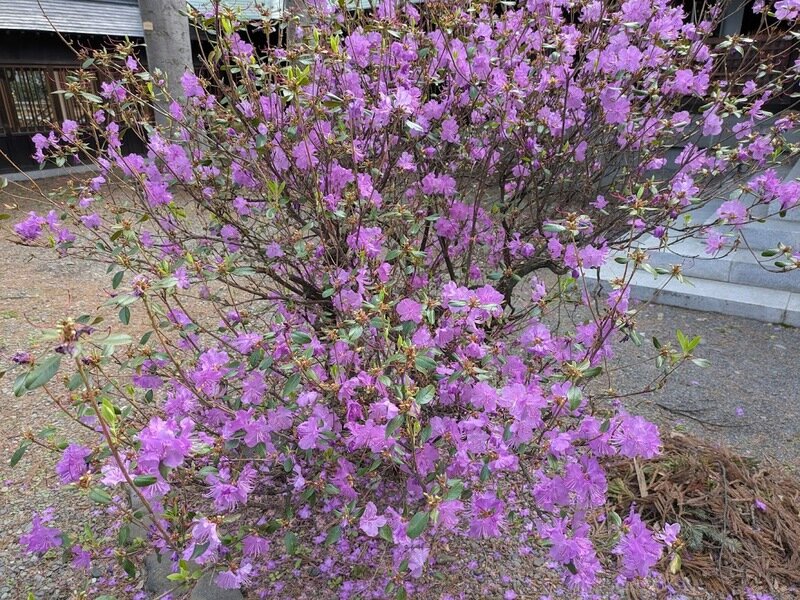 250505x.jpg 北海道