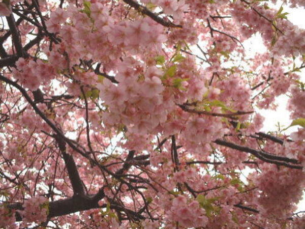 2003年2月 神奈川・静岡